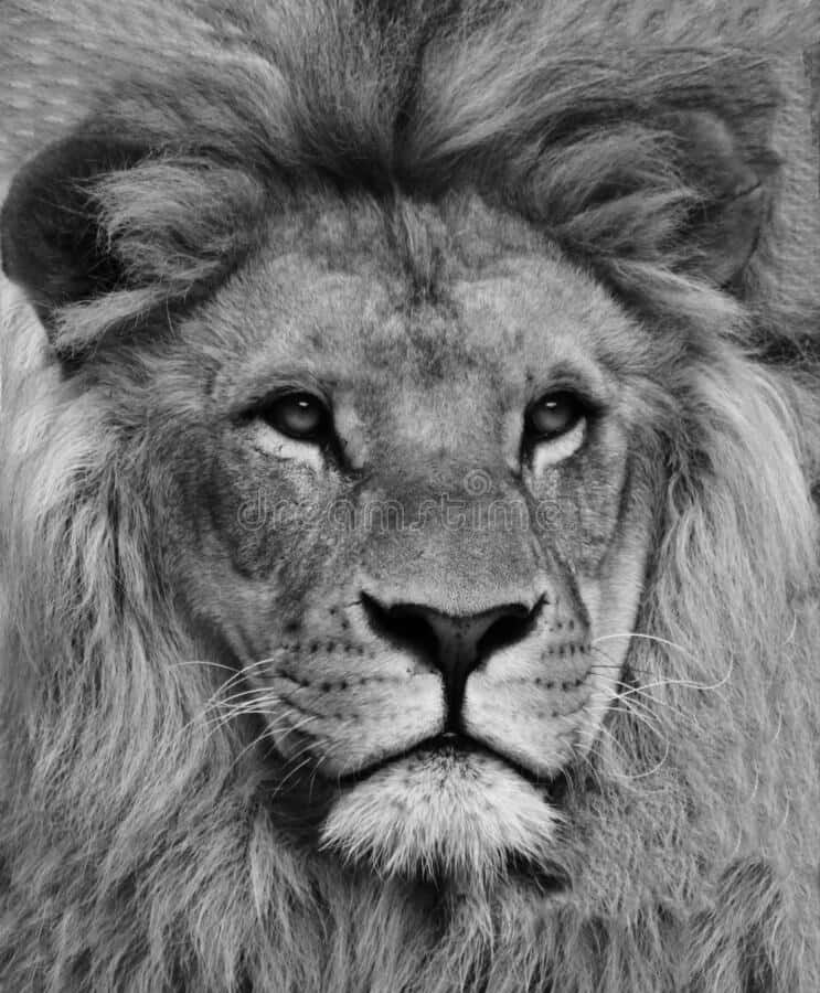 Majestic Black And White Lion Background