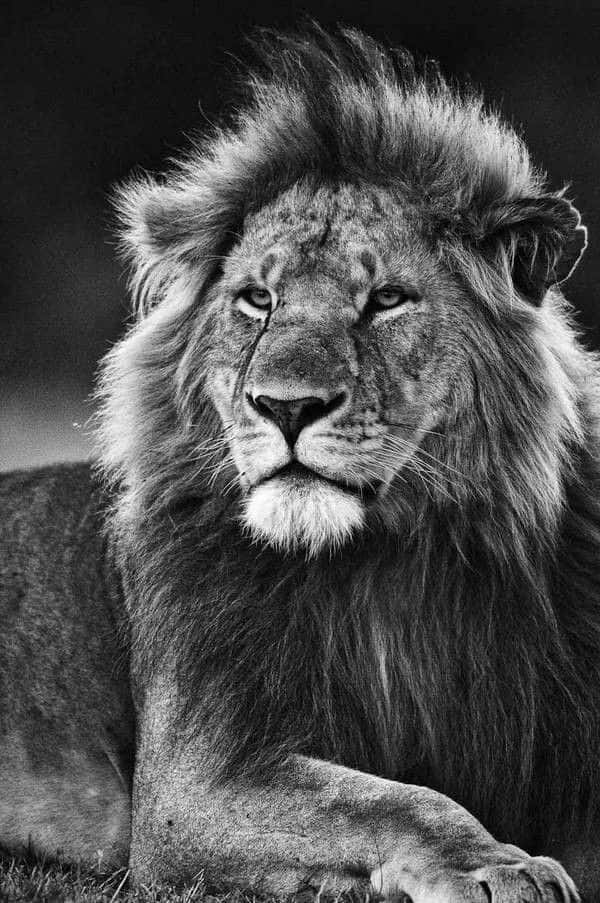 Majestic Black And White Lion Background