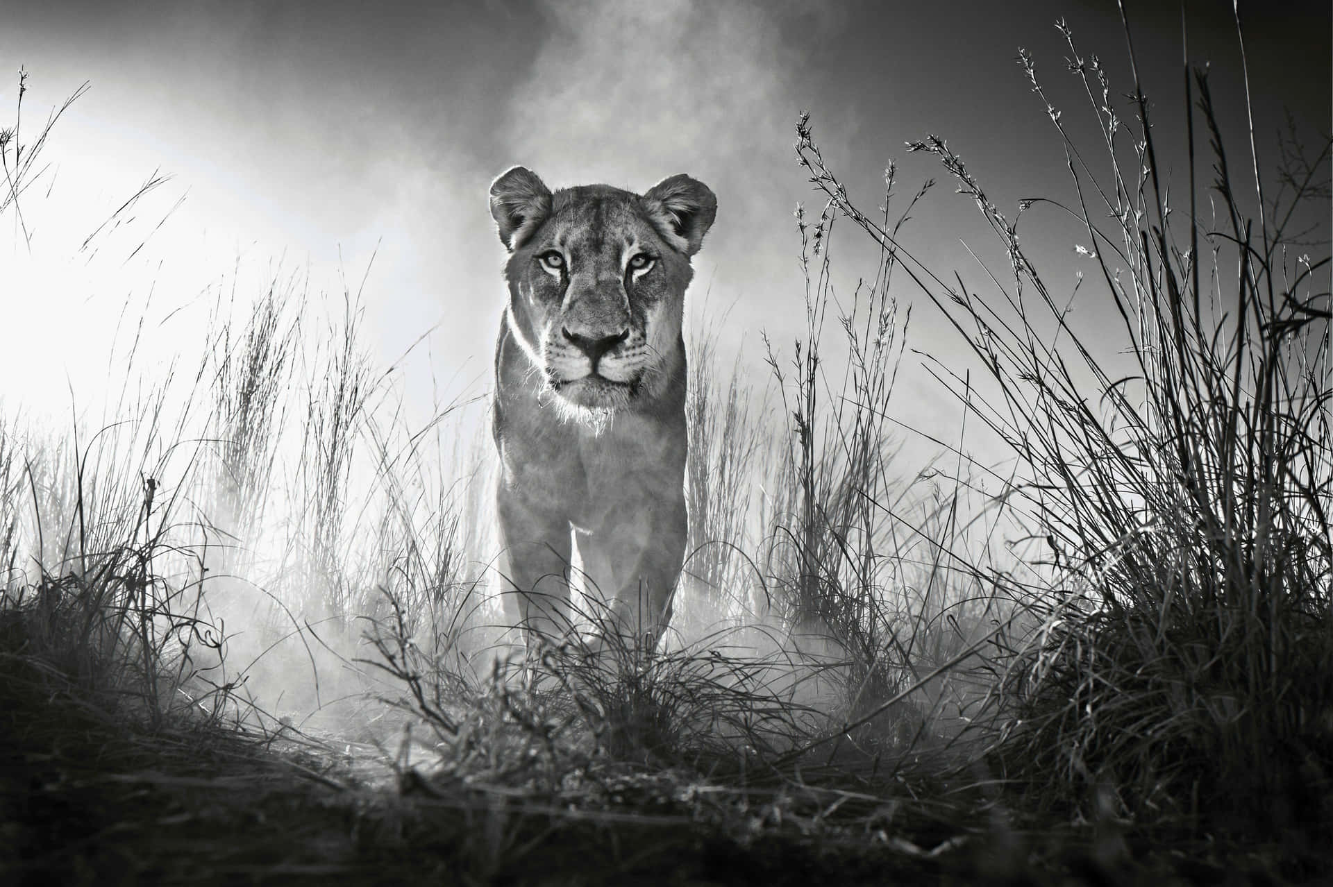 Majestic Black And White Lion Background