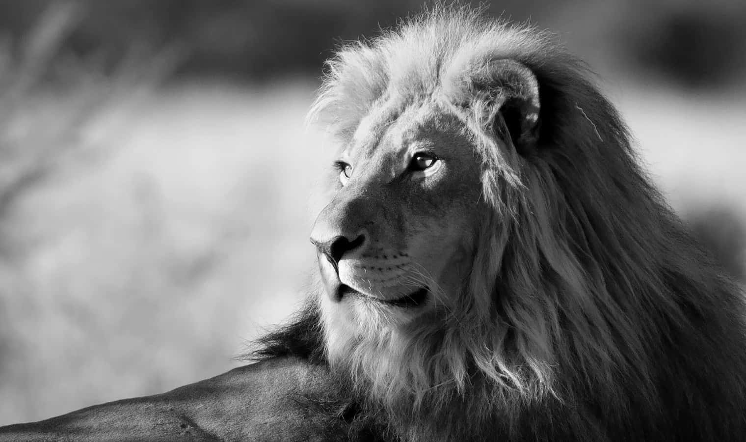 Majestic Black And White Lion Standing Atop Rocky Outcropping Background