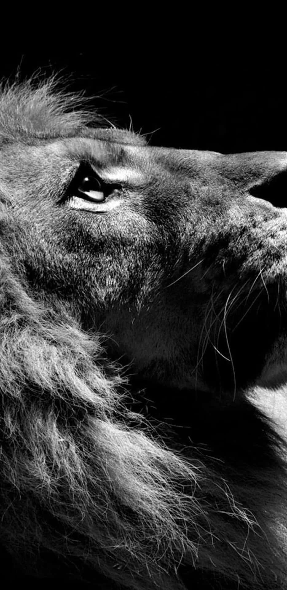 Majestic Black And White Lion Background