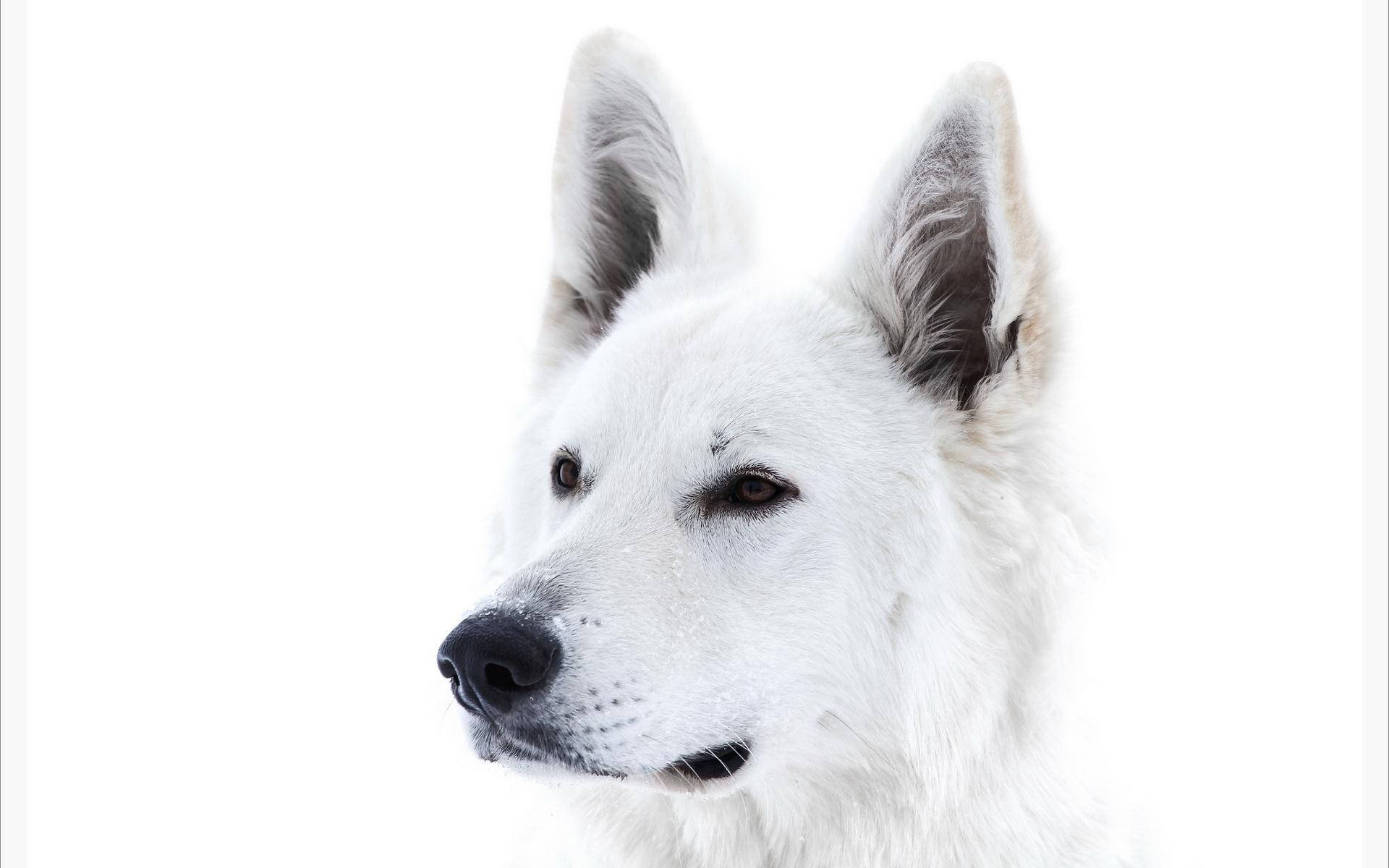 Majestic Black And White Swiss Shepherd Dog Background