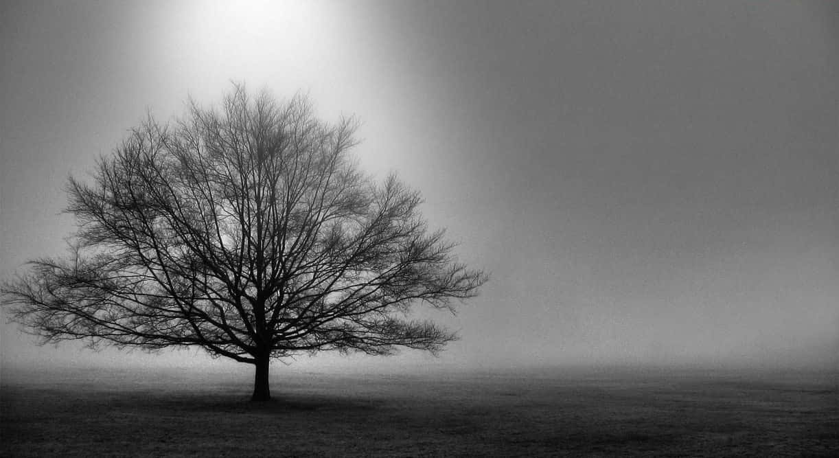Majestic Black And White Tree Background