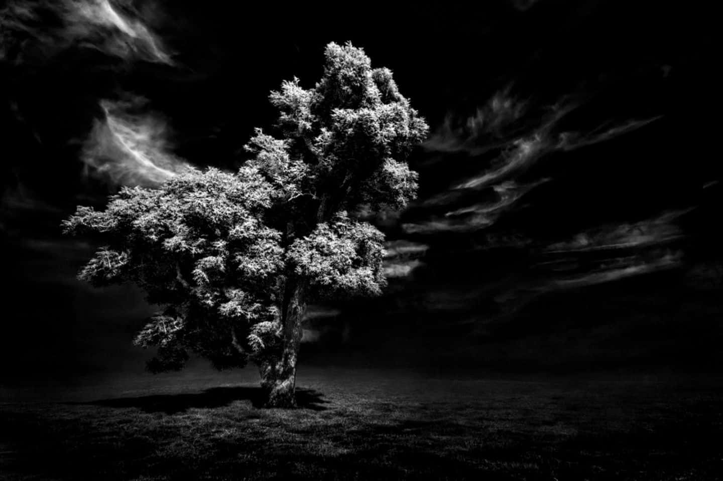 Majestic Black And White Tree In A Serene Landscape Background