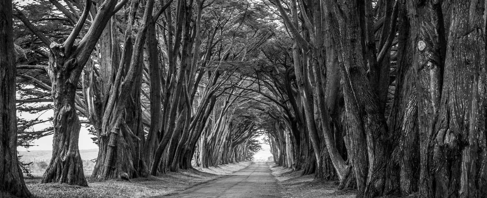Majestic Black And White Tree Background
