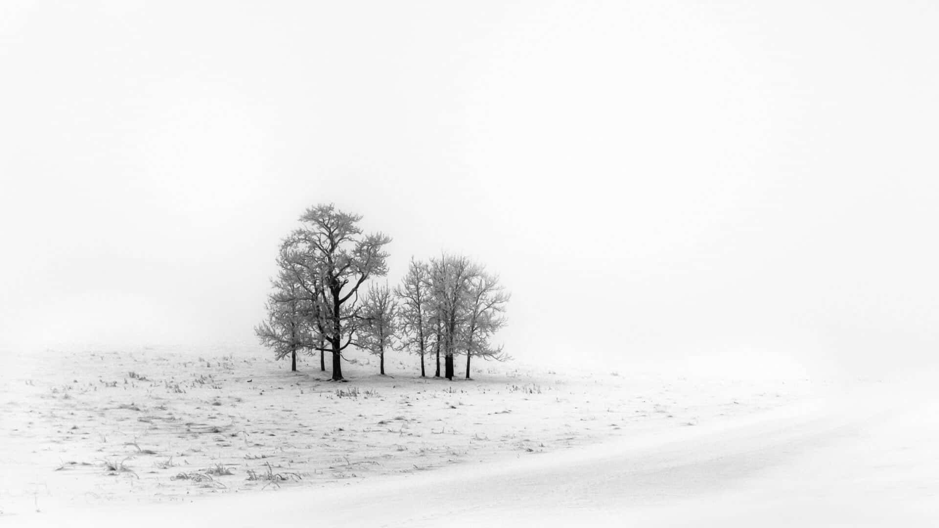 Majestic Black And White Tree Photograph Background