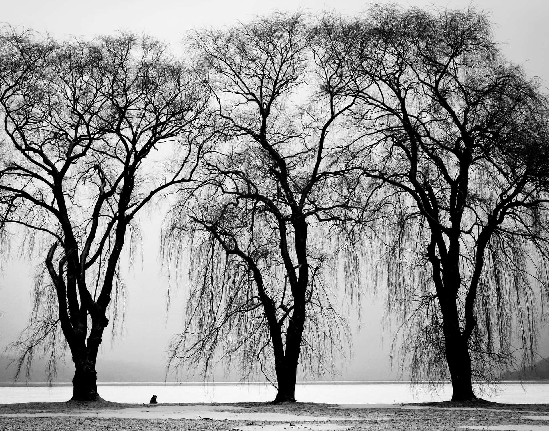 Majestic Black And White Tree Background