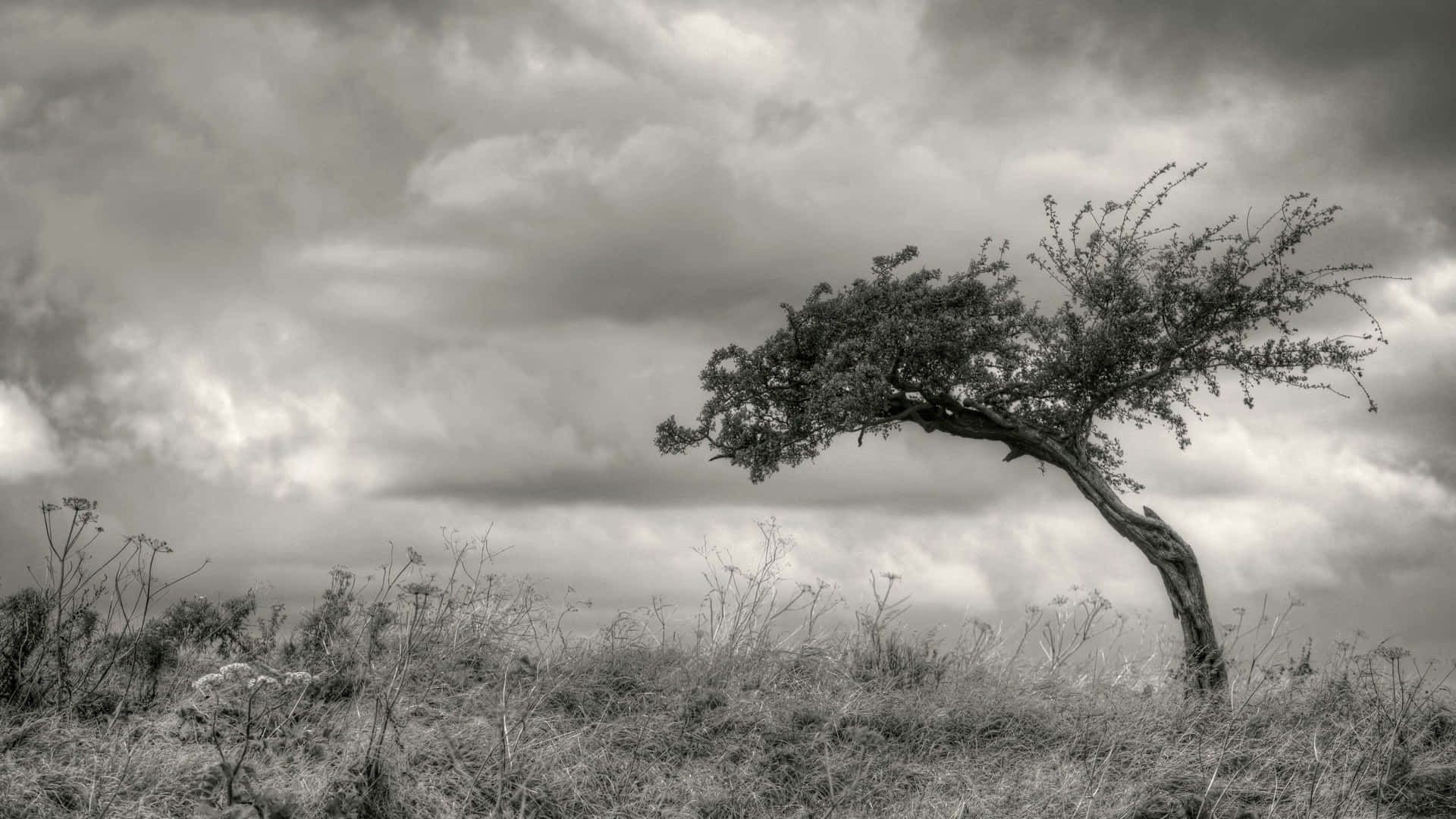 Majestic Black And White Tree Standing Tall Background