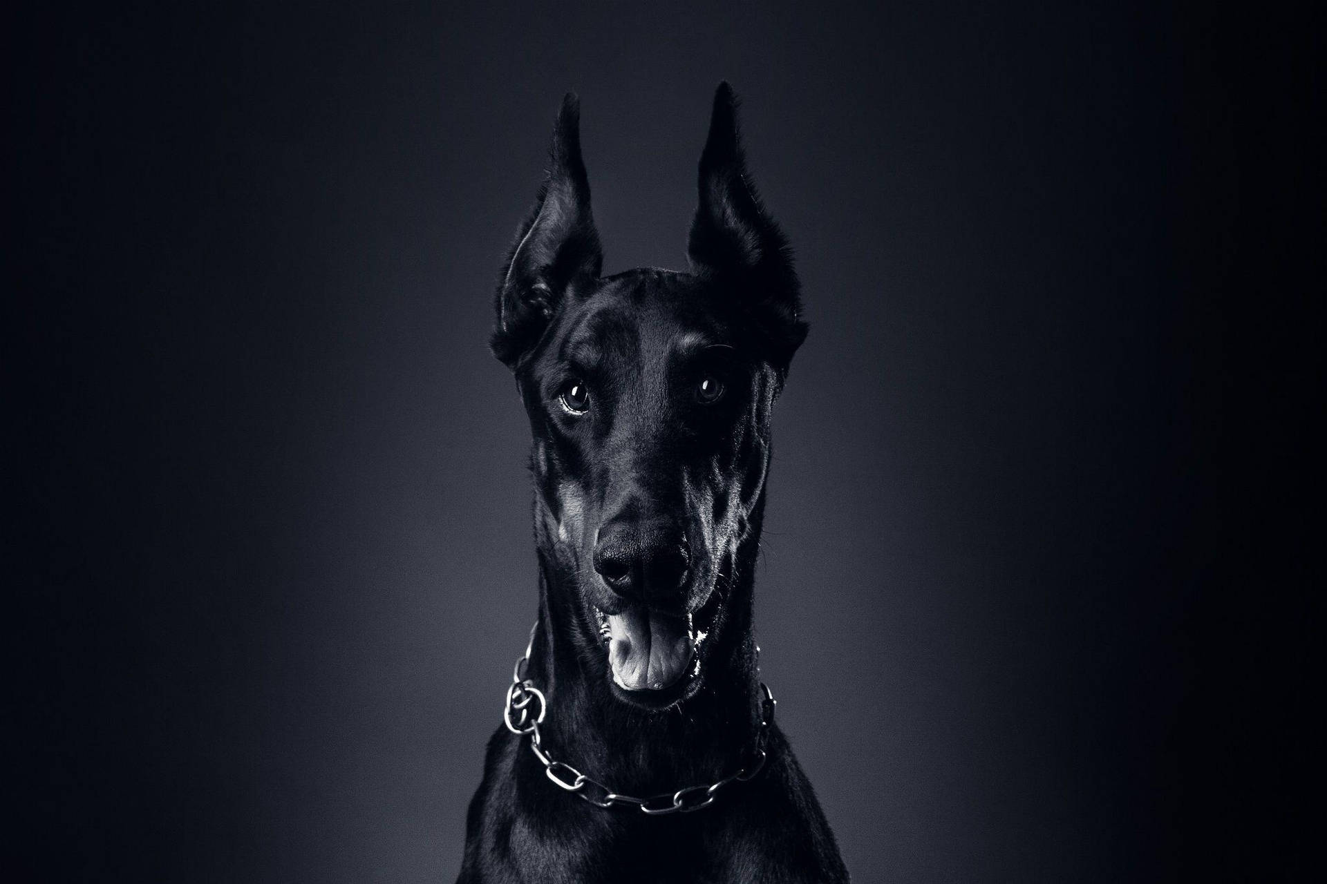 Majestic Black Doberman Pinscher In High Definition Background