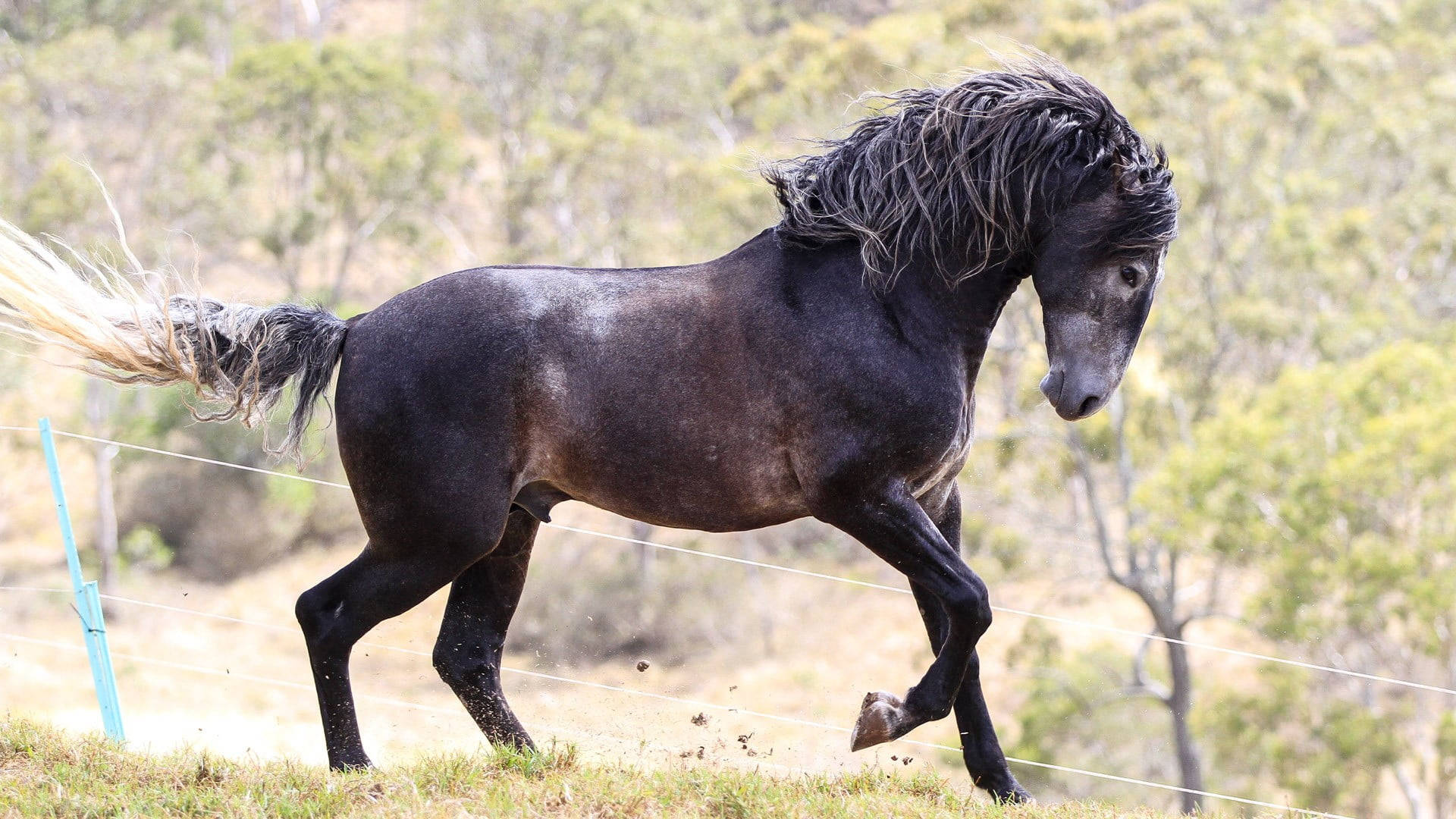 Majestic Black Horse Galloping In Open Field Background