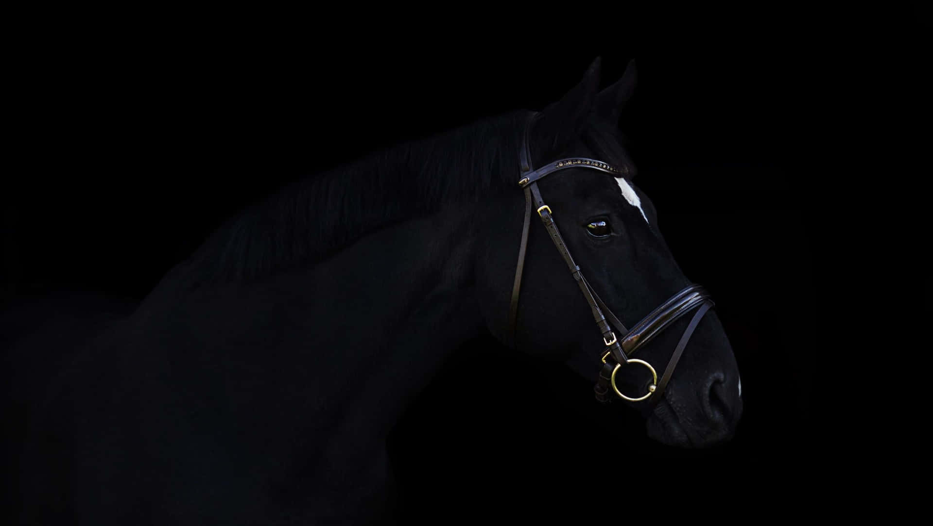 Majestic Black Horse Portrait
