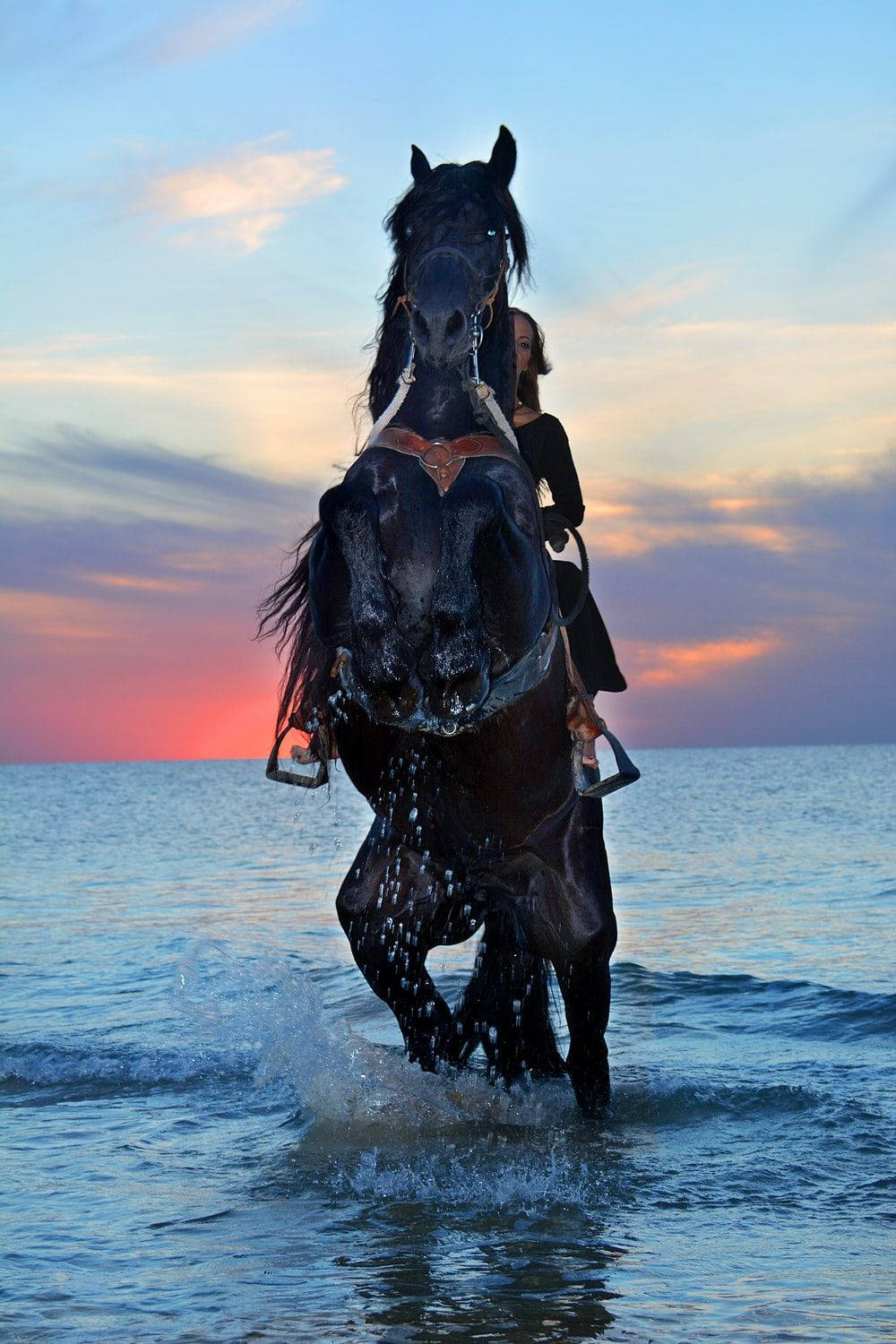 Majestic Black Horse Rearing By The Ocean