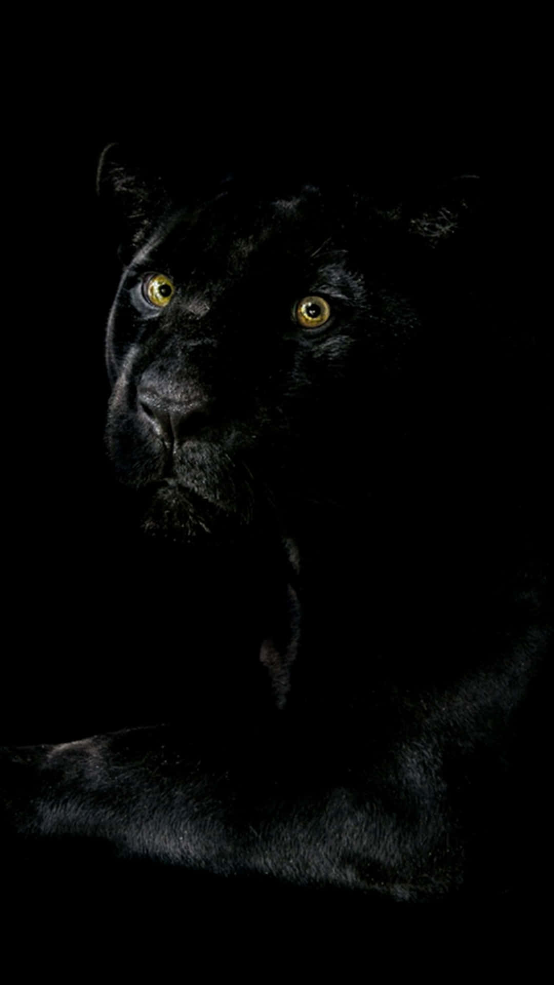 Majestic Black Jaguar In The Wild Background