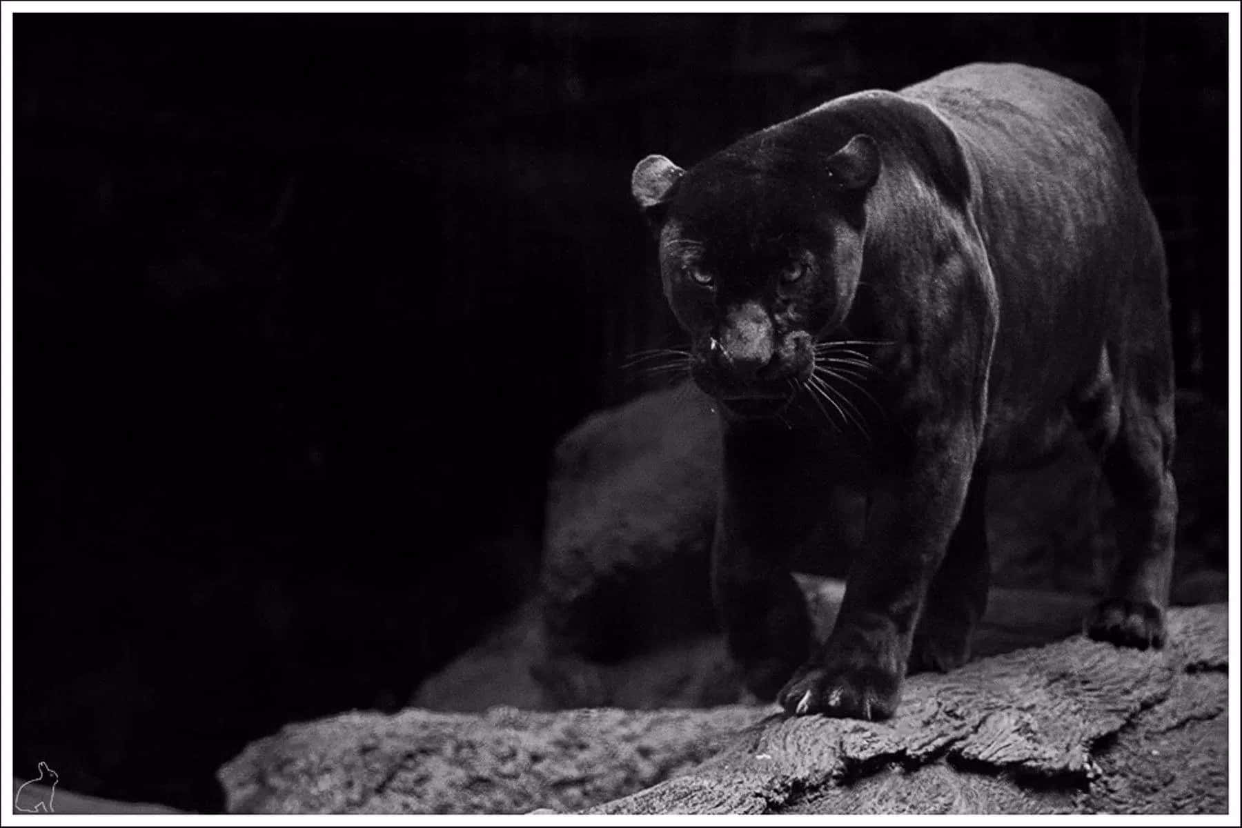 Majestic Black Jaguar Background