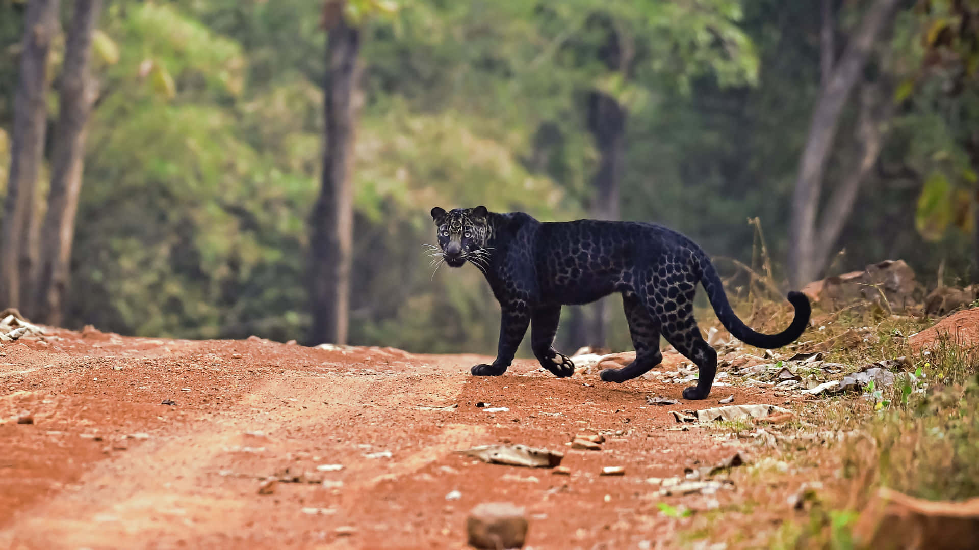Majestic Black Leopard Gliding Across A Log Background
