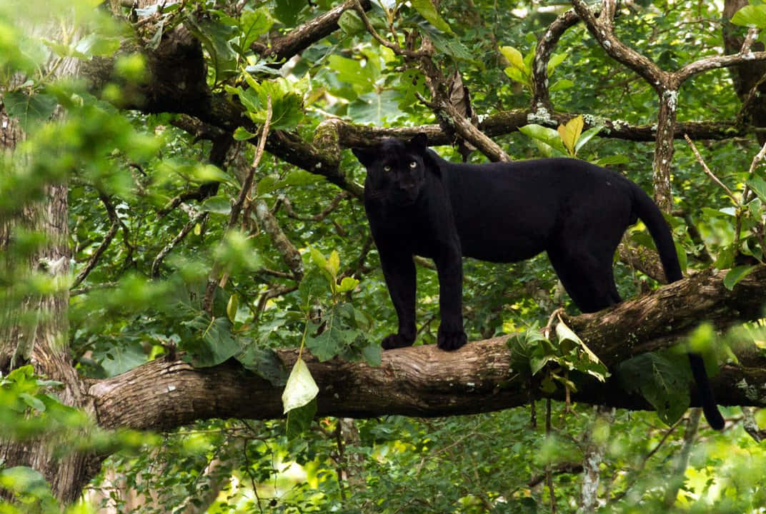 Majestic Black Leopard In Its Natural Habitat Background