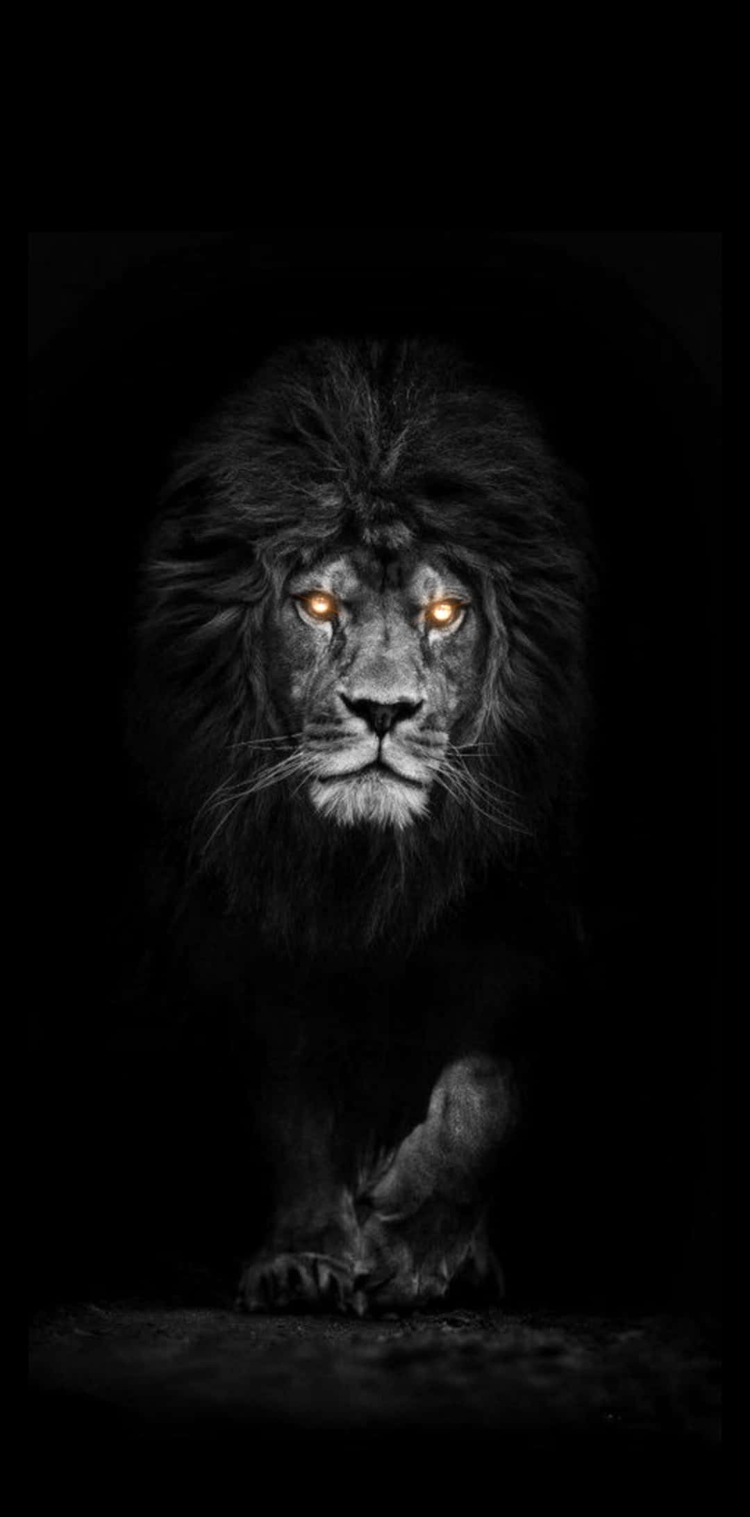 Majestic Black Lion Against Endless Terrain Background