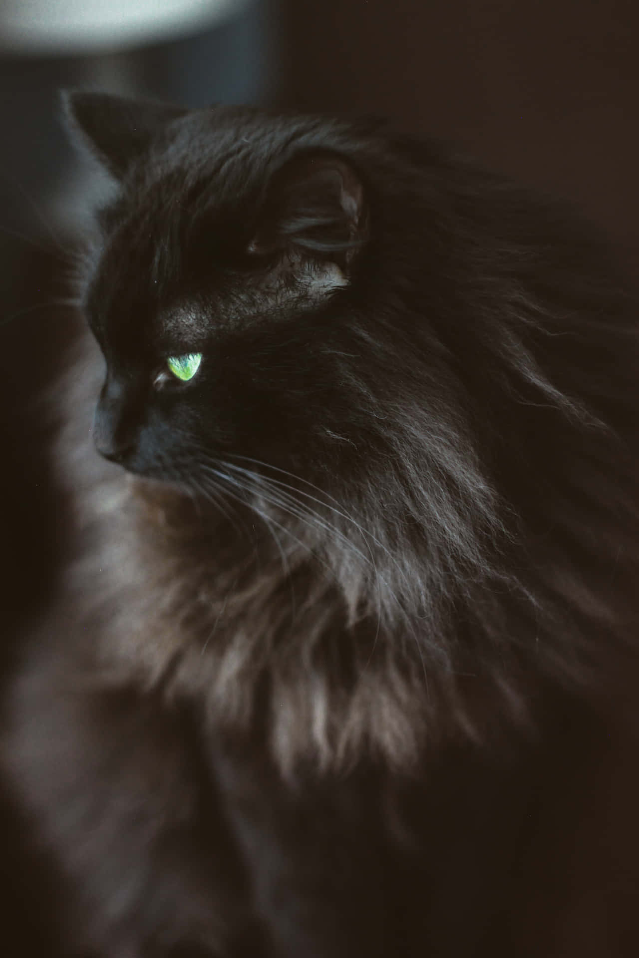 Majestic Black Norwegian Forest Cat With Striking Green Eyes Background