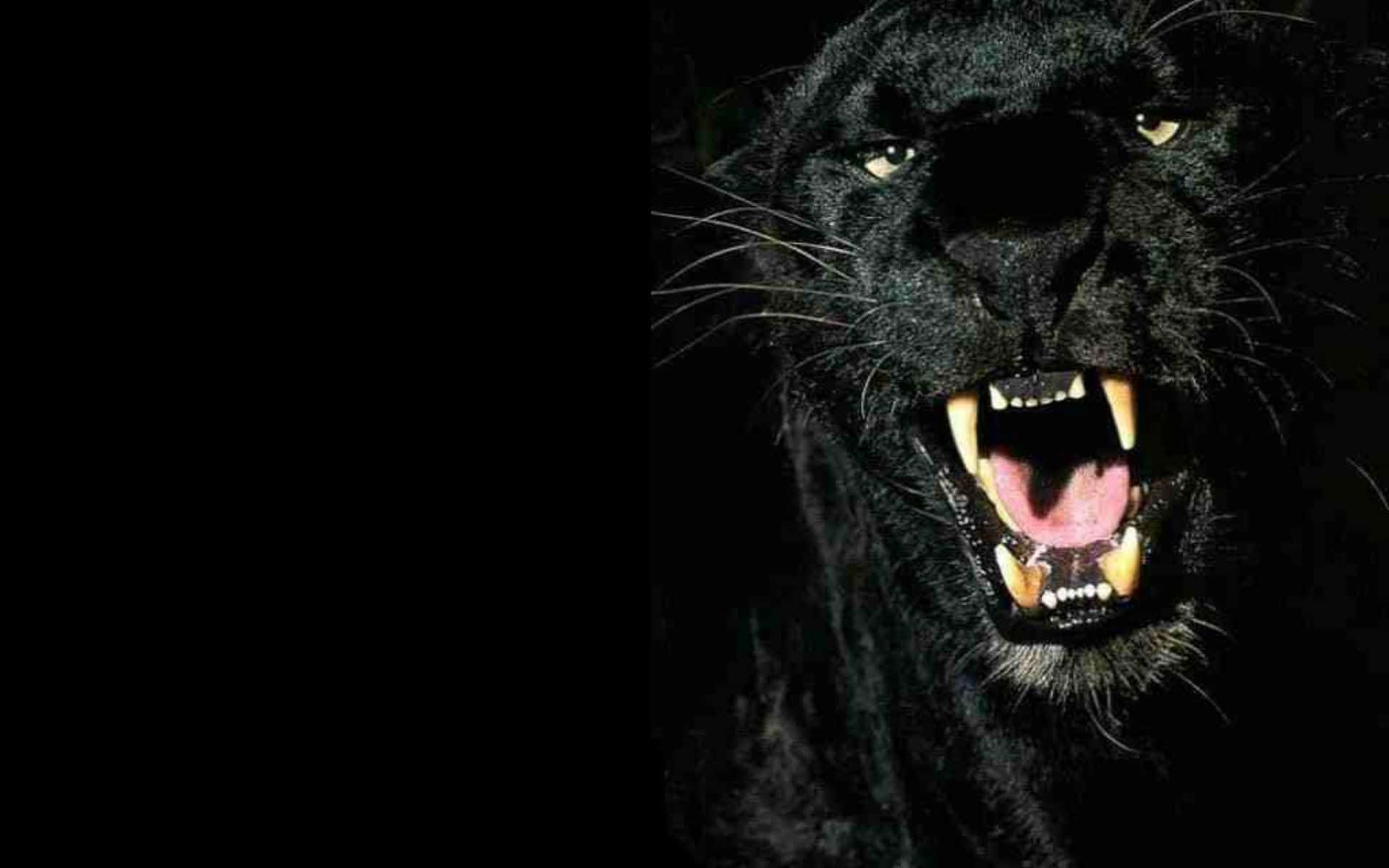 Majestic Black Panther In Nature