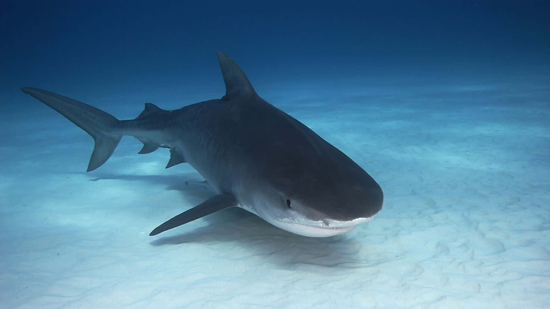 Majestic Black Shark In Deep Ocean Background