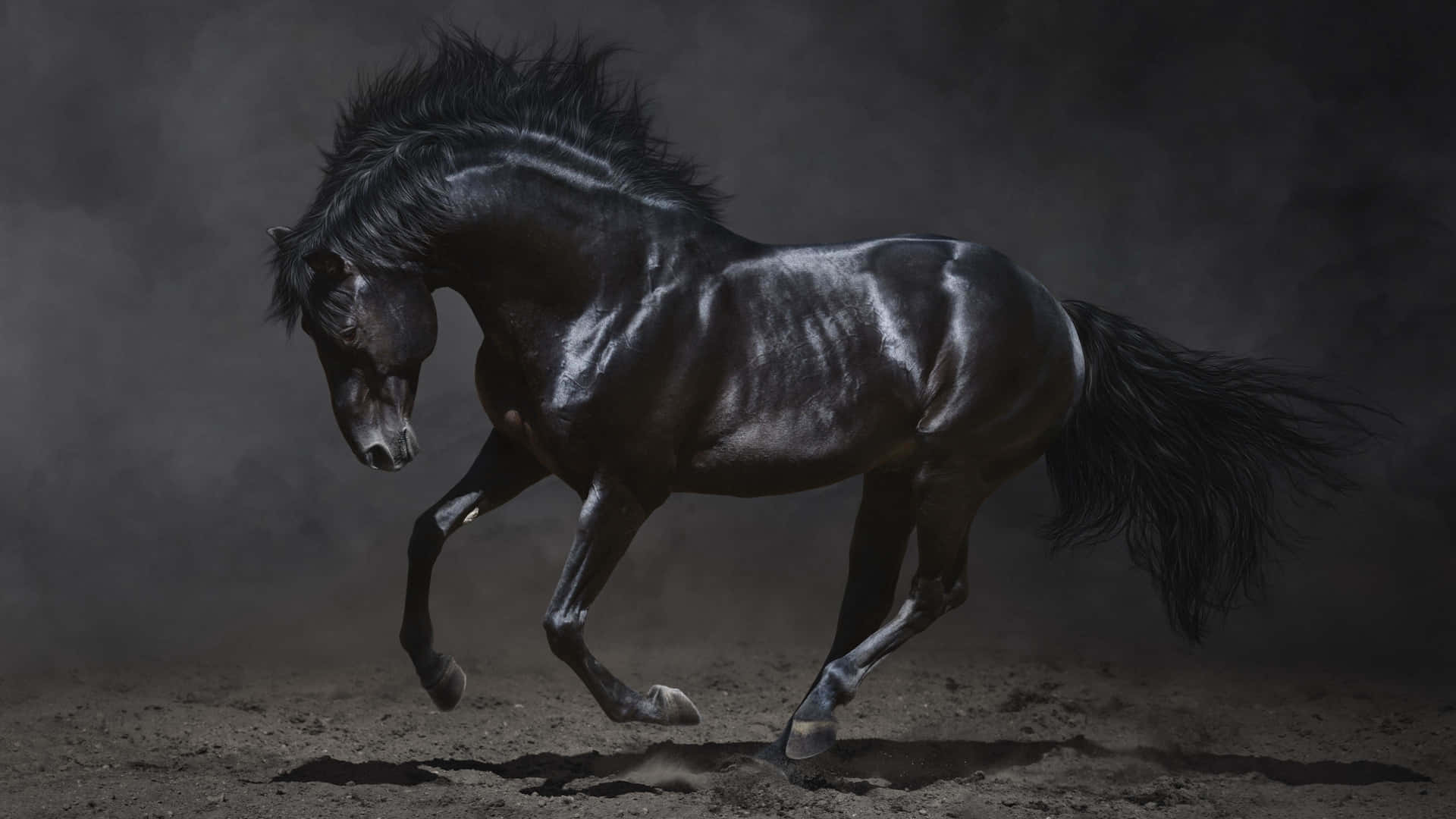 Majestic Black Stallionin Motion