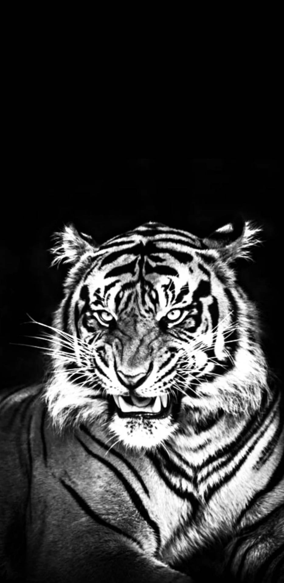 Majestic Black Tiger - The Epitome Of Wild Beauty Background