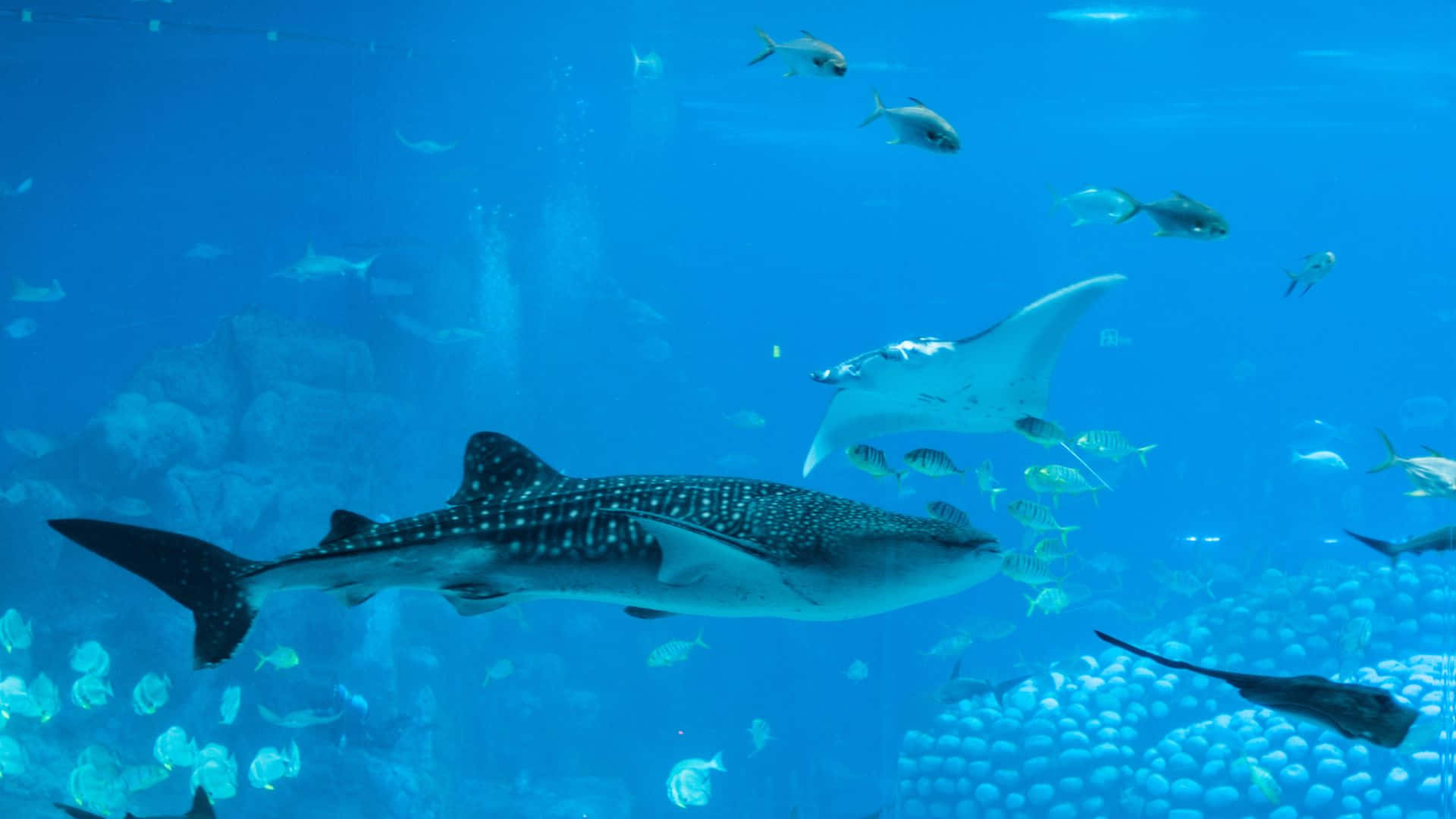 Majestic Black Whale Shark Gliding Through Underwater Paradise Background