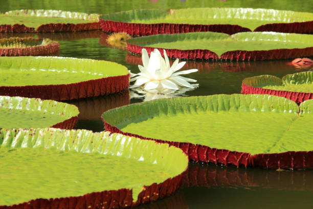 Majestic Bloom - A Water Lily Enthralling Nature's Beauty