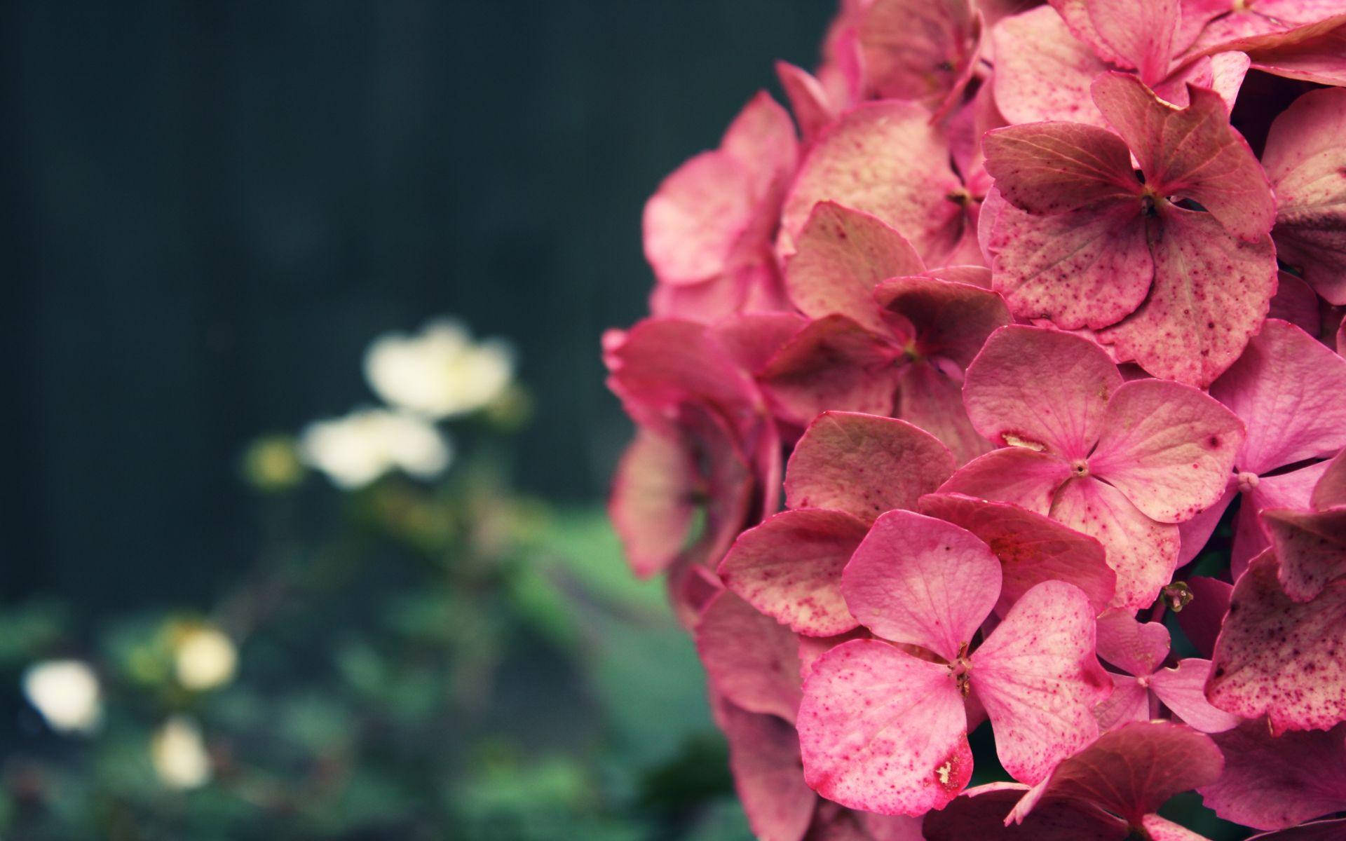 Majestic Bloom Of Vibrant Pink Hydrangea Background