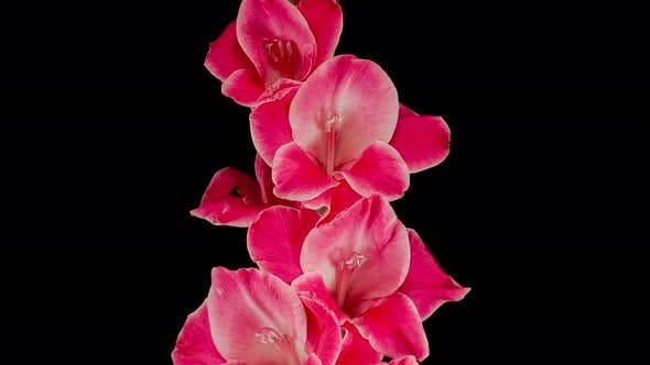 Majestic Blooming Gladiolus Flower Background