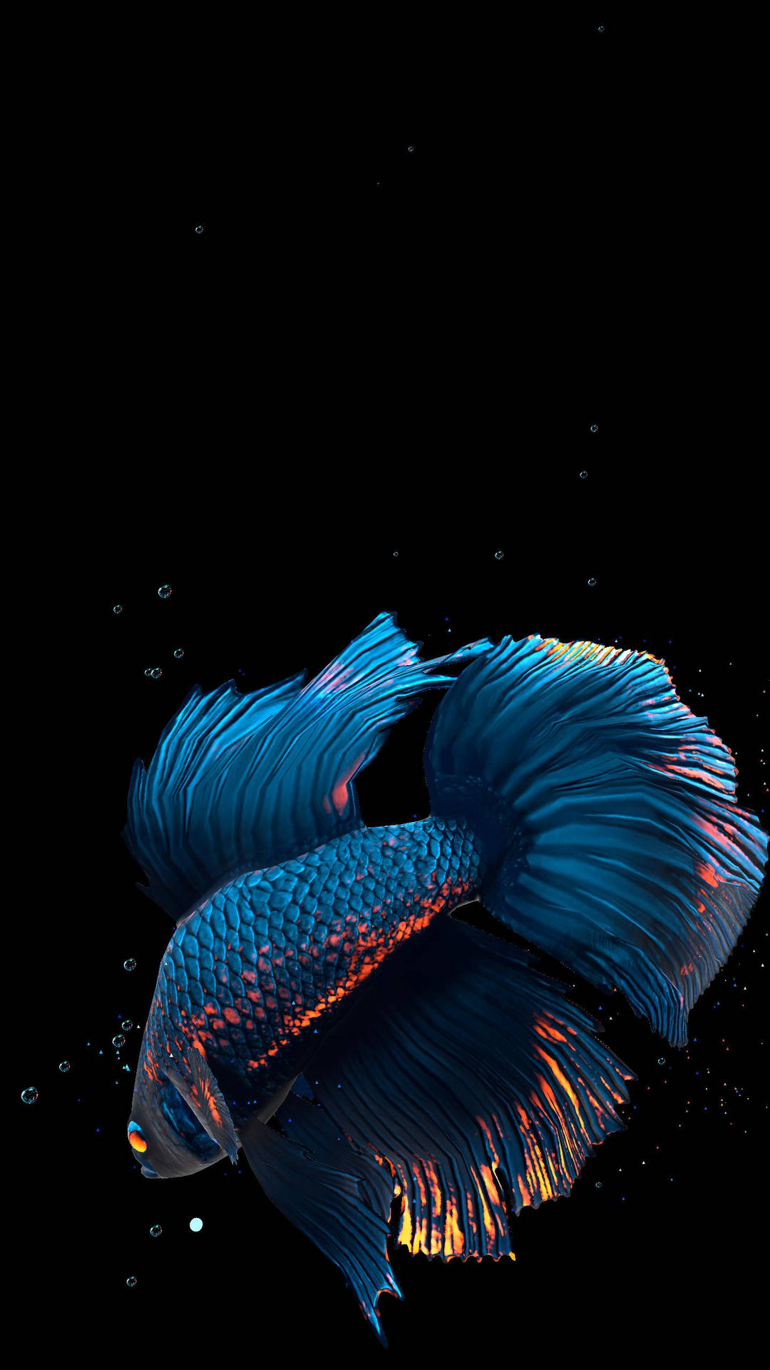 Majestic Blue Betta Fish In Crystal Clear Water