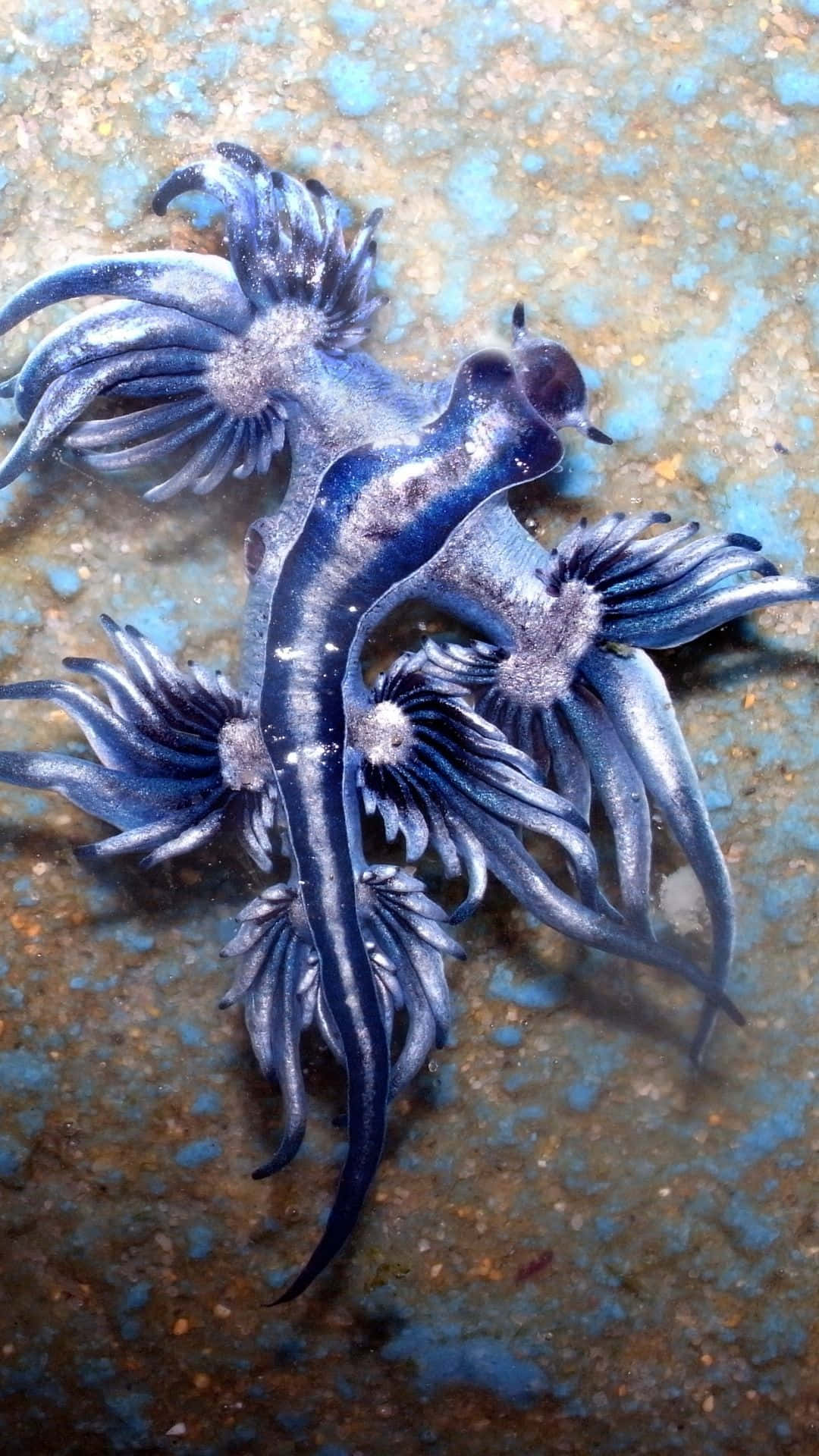 Majestic Blue Dragon Background