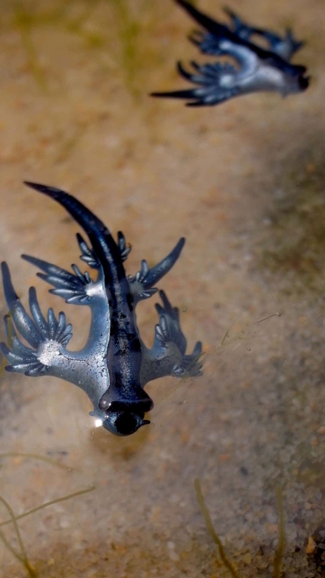 Majestic Blue Dragon In Its Enchanted Lair