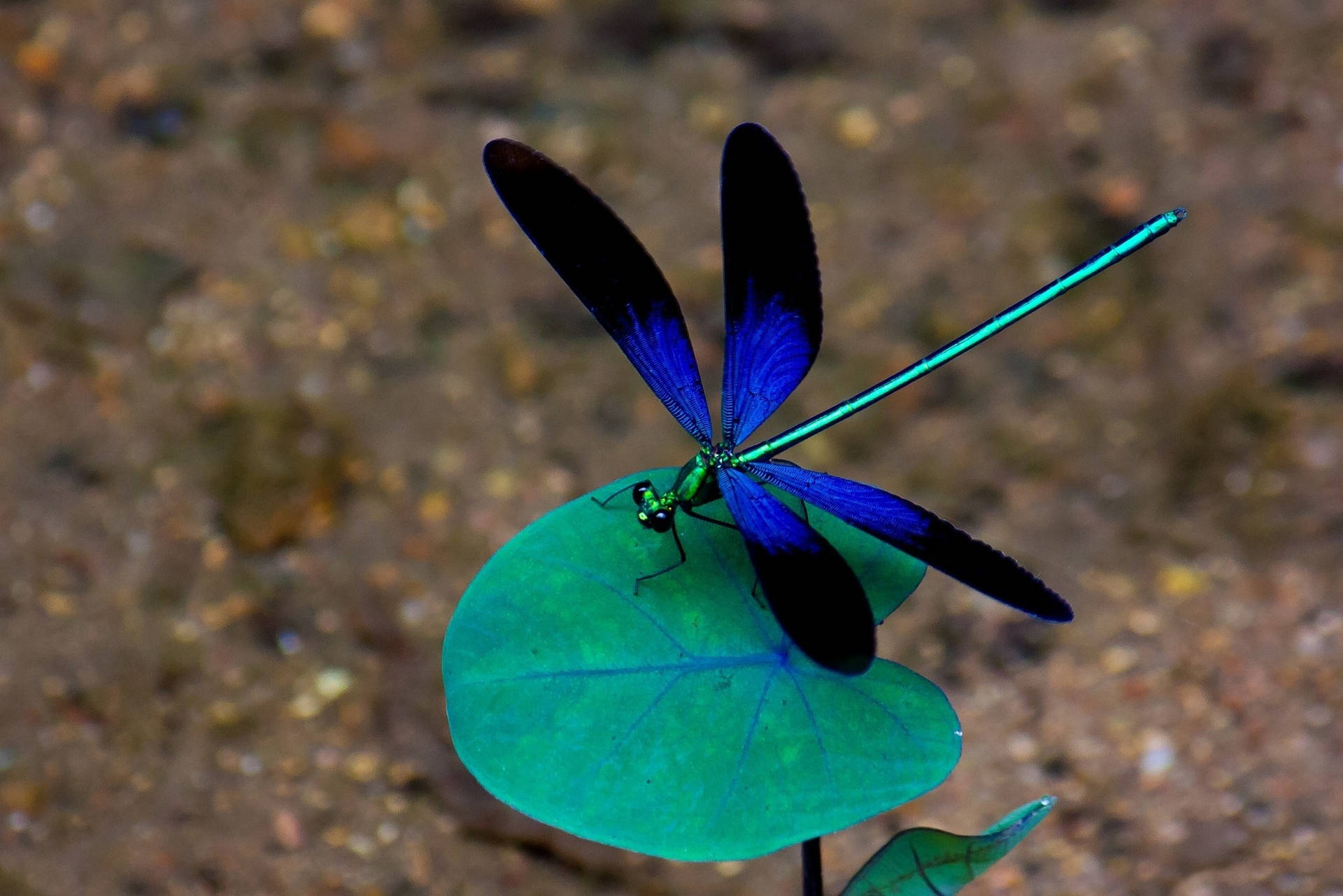 Majestic Blue Dragonfly Background