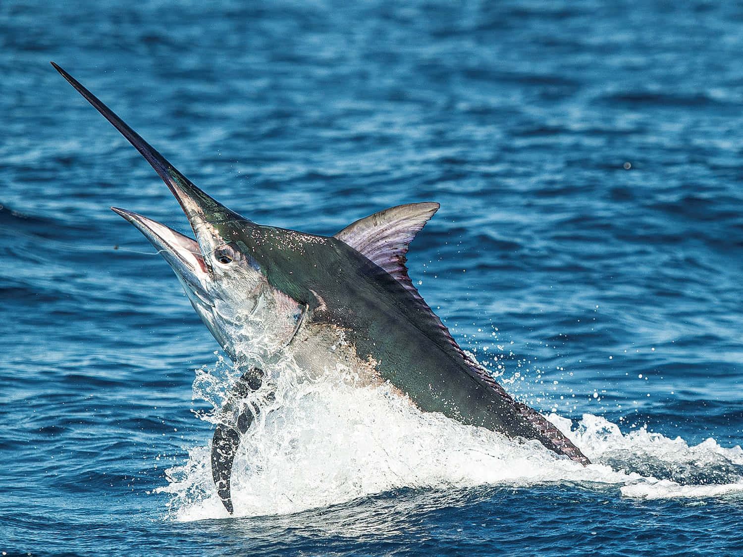 Majestic Blue Marlin Leaping Above Ocean Surface Background