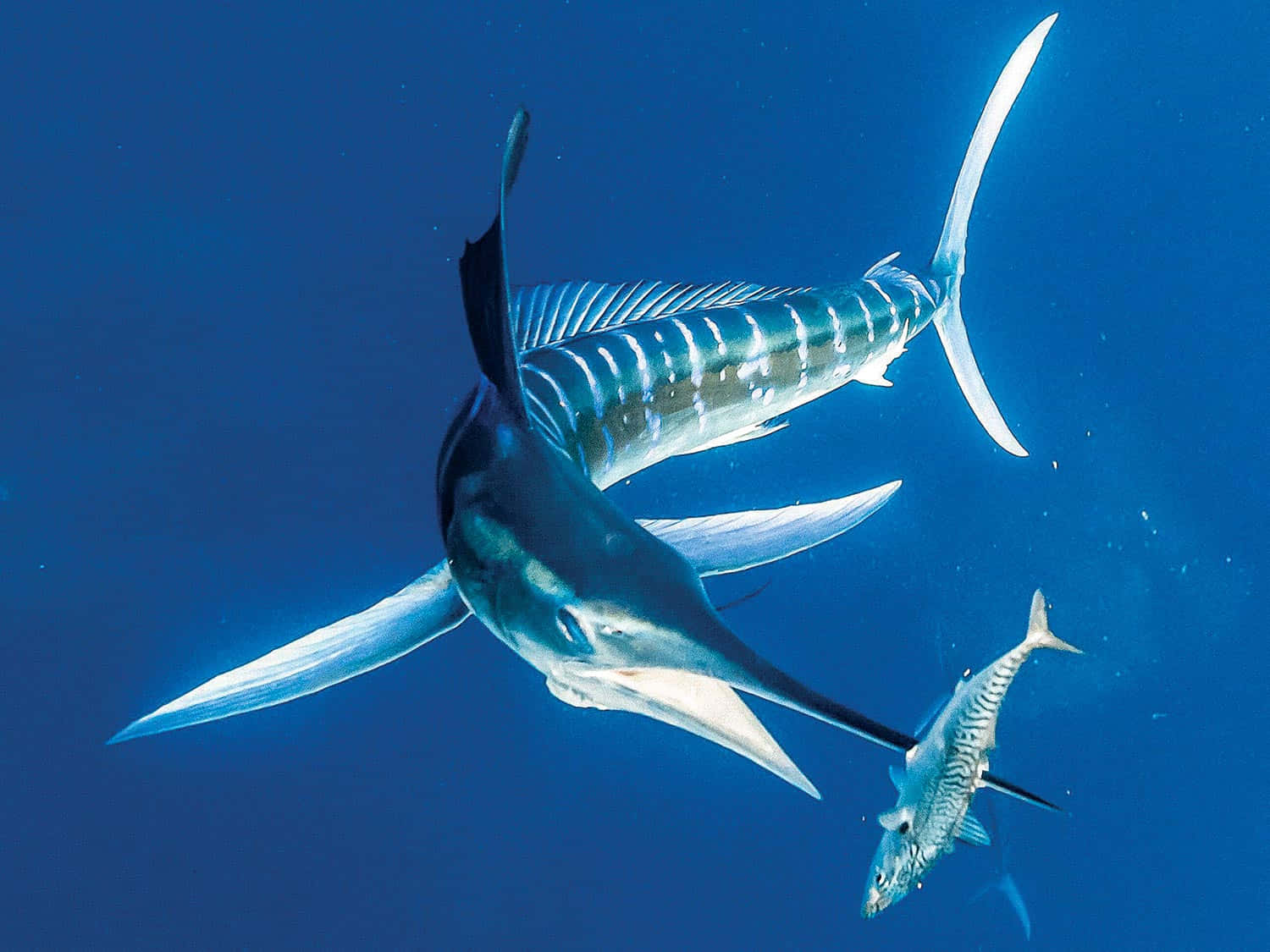 Majestic Blue Marlin Leaping In The Ocean