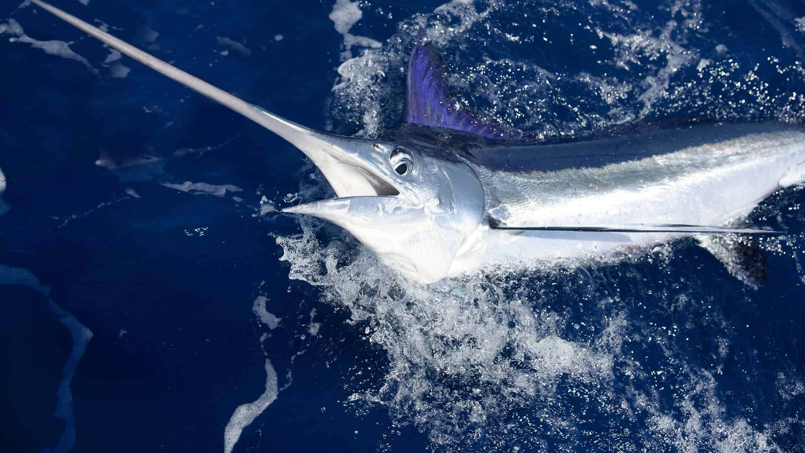 Majestic Blue Marlin Leaping In The Ocean