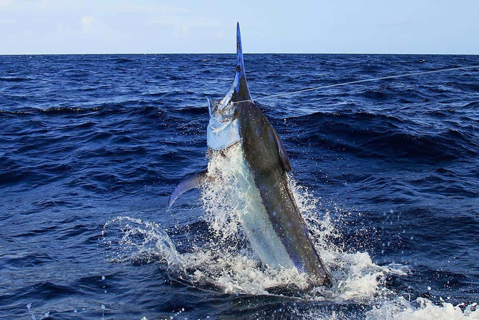 Majestic Blue Marlin Leaping In The Open Ocean Background