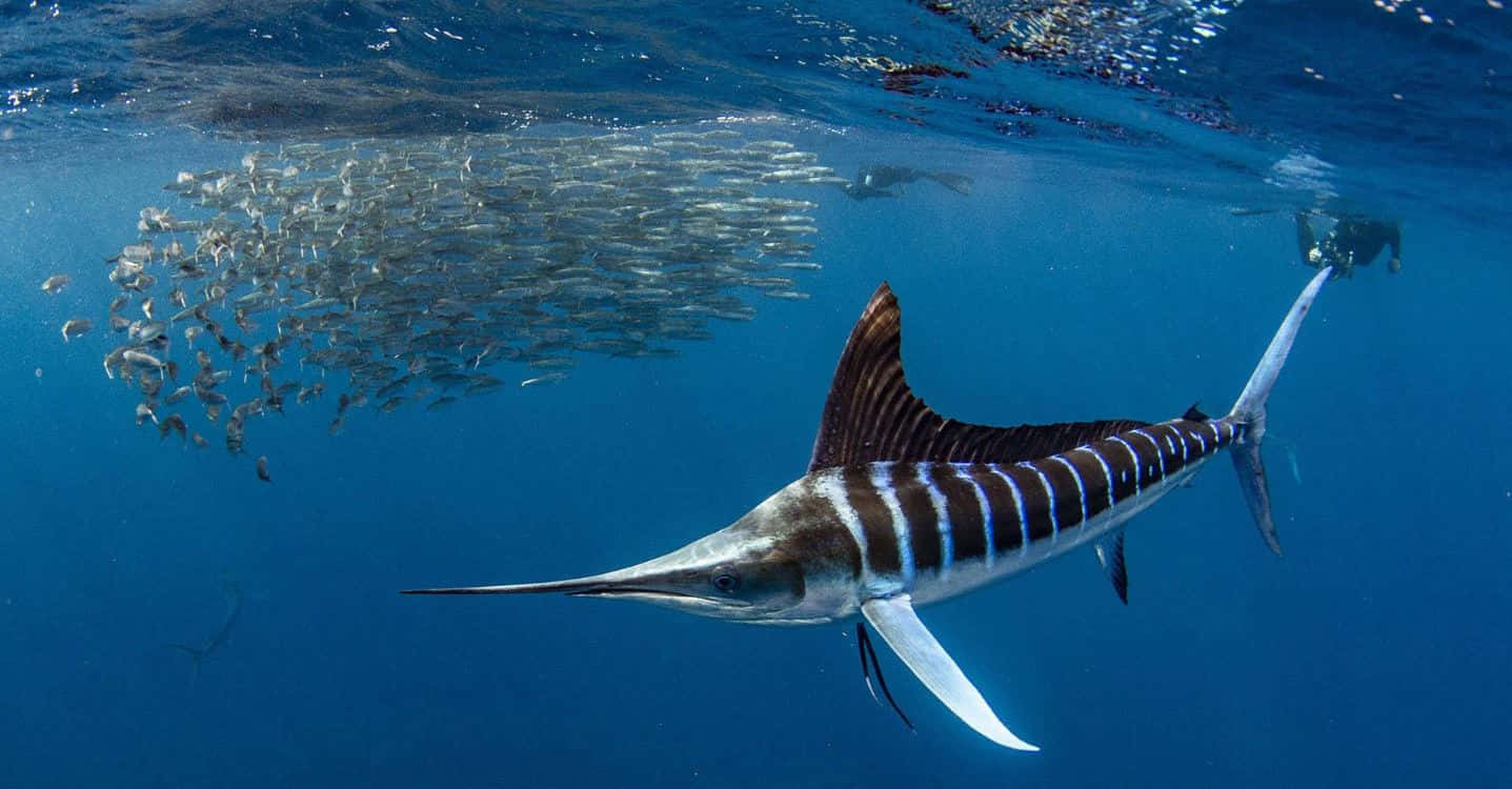 Majestic Blue Marlin Leaping In Vibrant Ocean Waves.