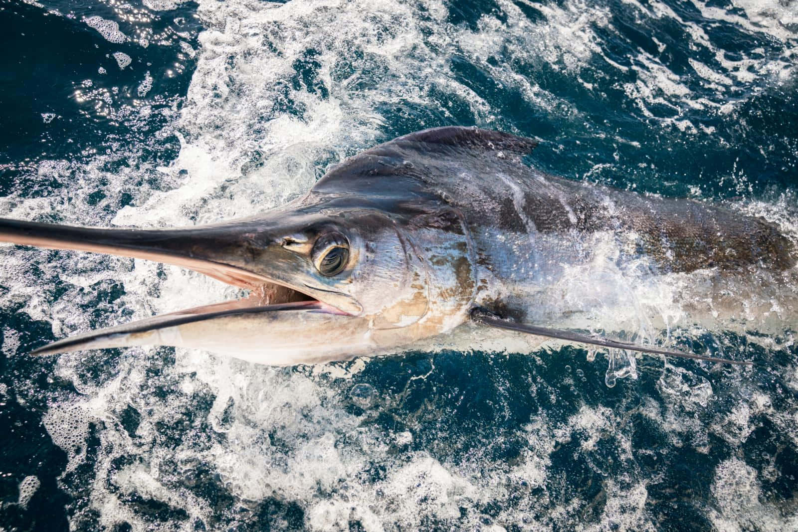 Majestic Blue Marlin Leaping Out Of The Ocean