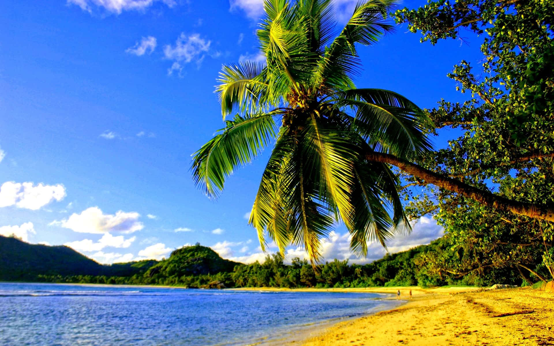 Majestic Blue Sky Palm Beach Background