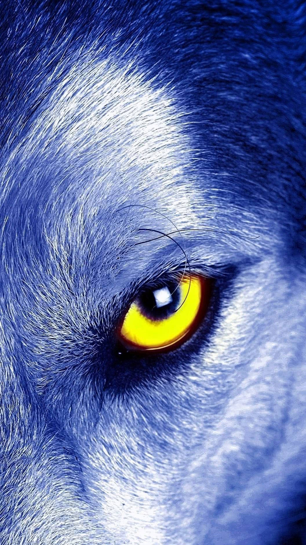 Majestic Blue Wolf With Luminous Yellow Eyes Background