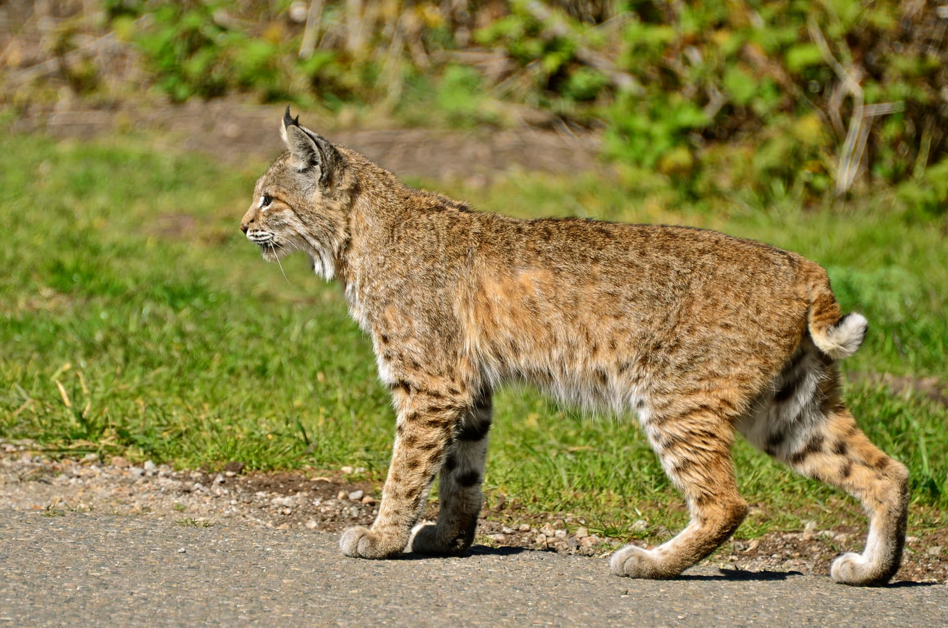 Majestic Bobcat In Natural Habitat Background