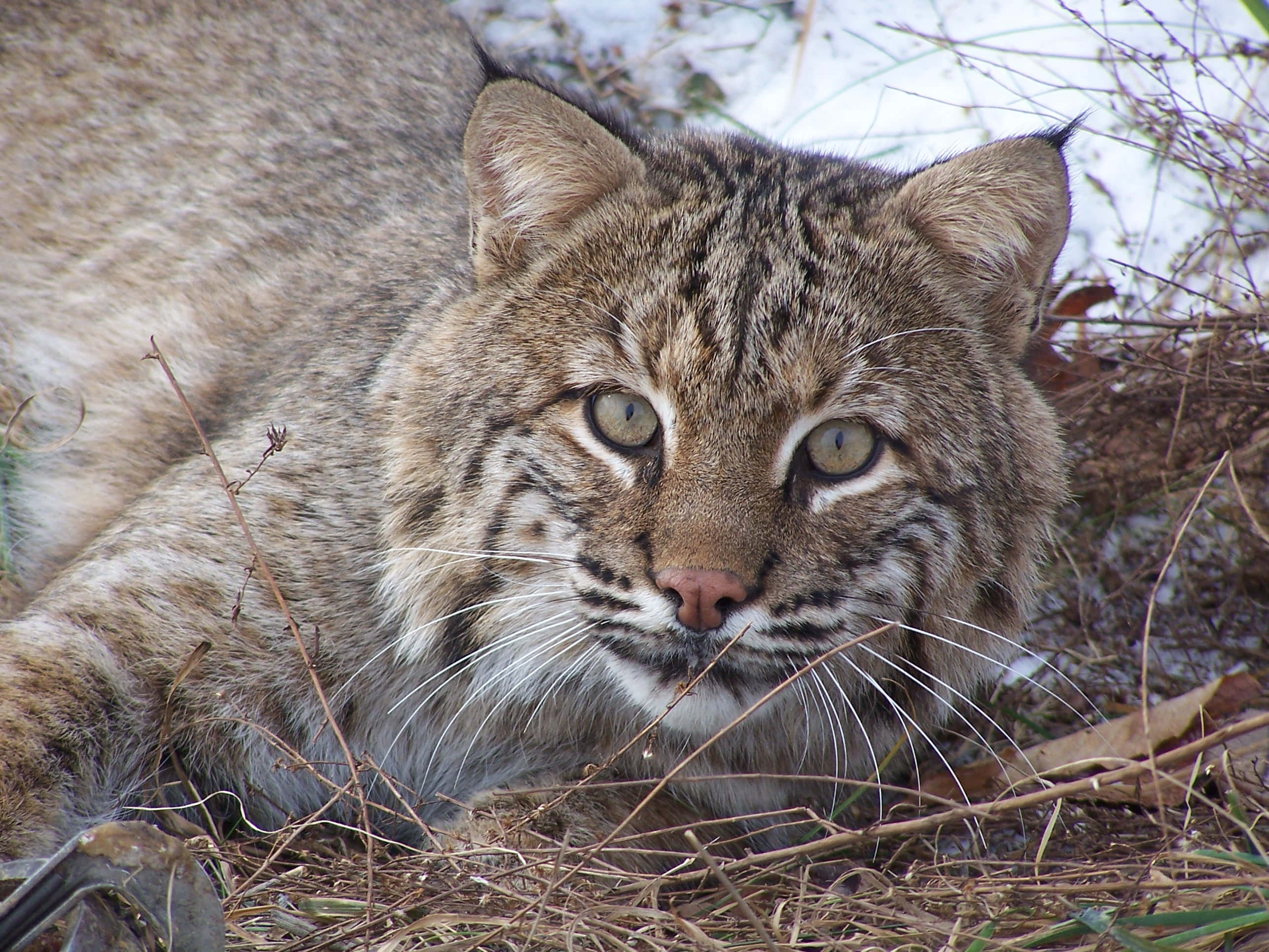 Majestic Bobcat Pousing In The Wild Background