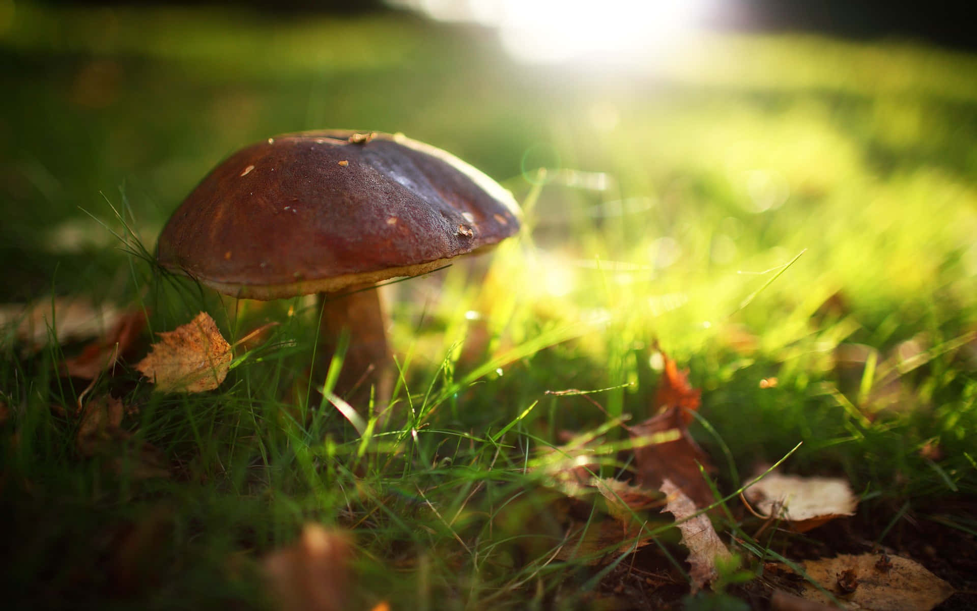 Majestic Boletus Mushroom In Its Natural Grassland Habitat Background