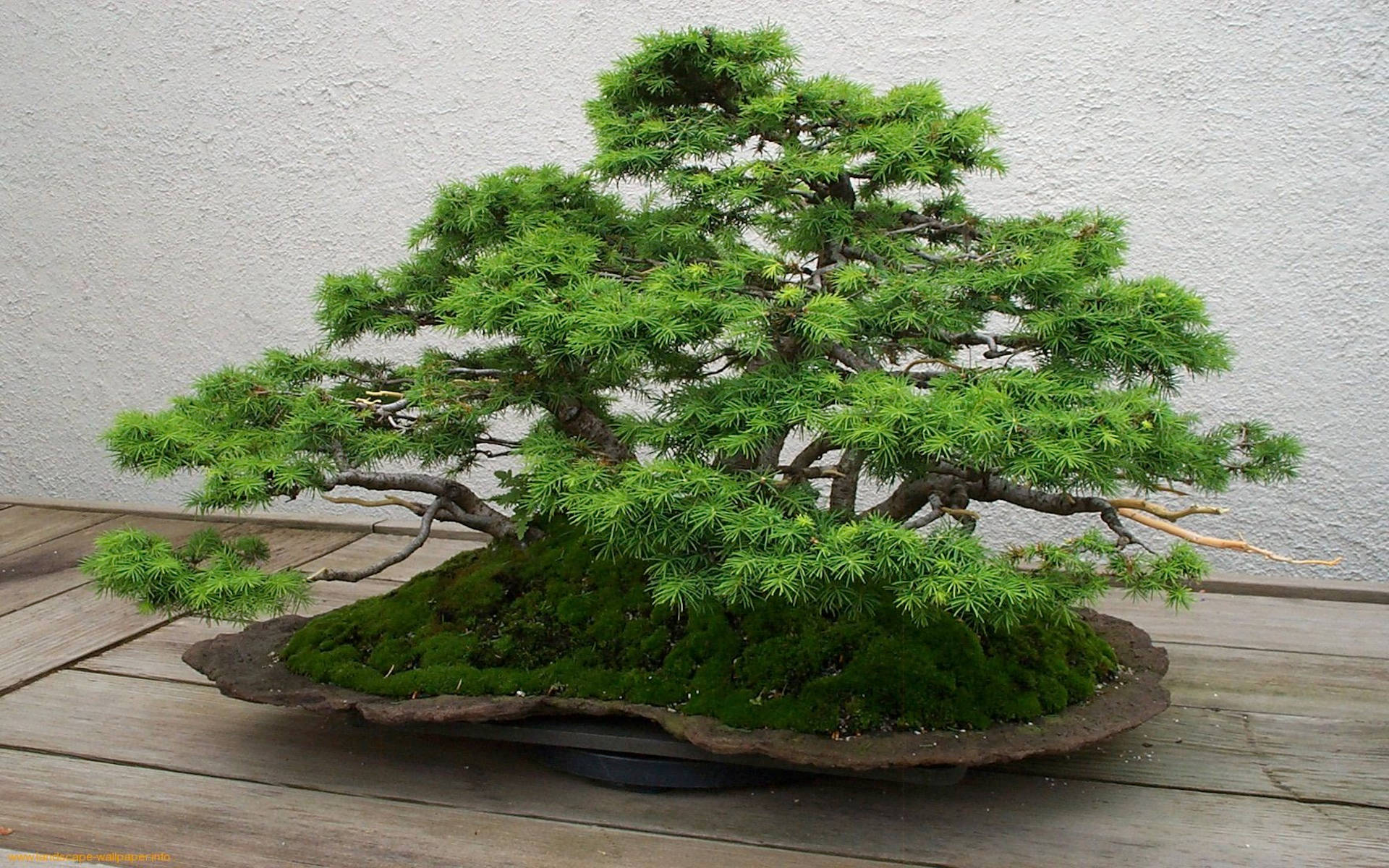 Majestic Bonsai Tree Artistry