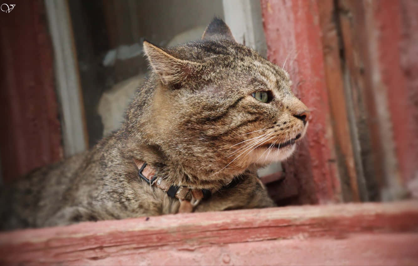 Majestic Boss Cat