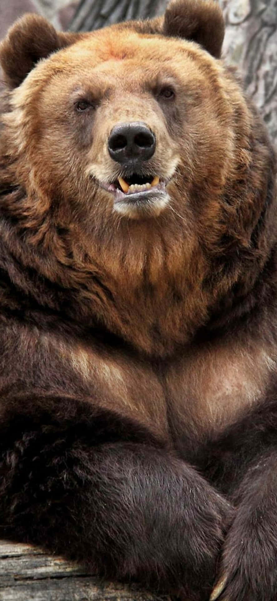 Majestic Brown Bear Portrait Background