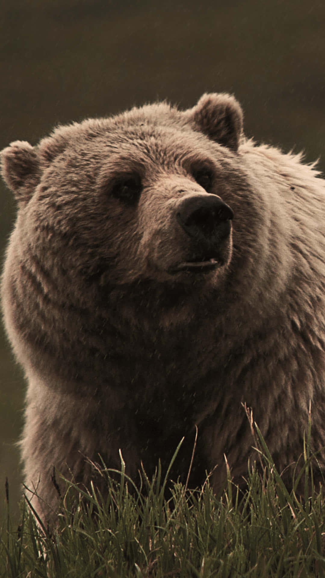Majestic Brown Bear Portrait Background