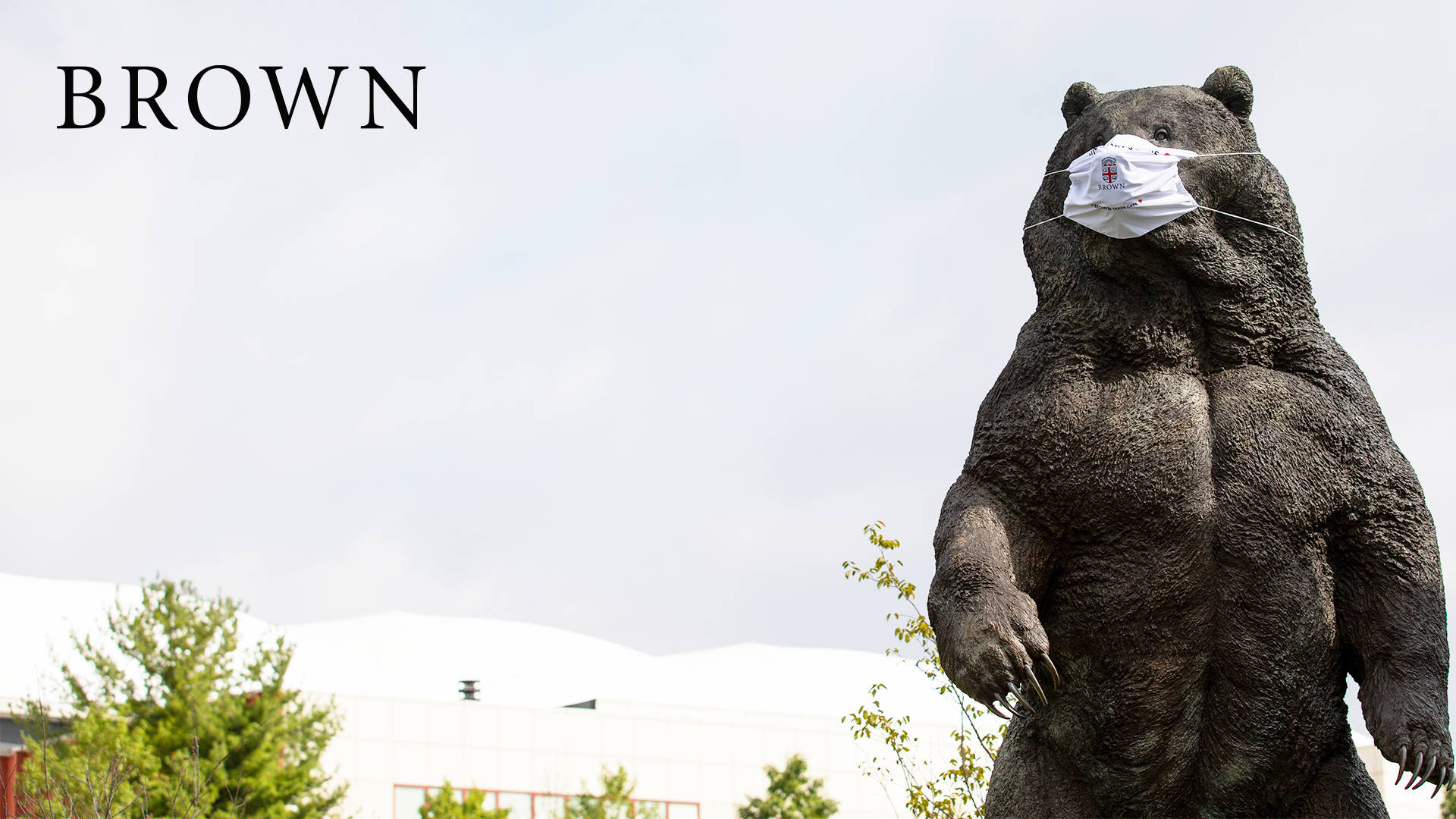 Majestic Brown Bear Statue At Brown University